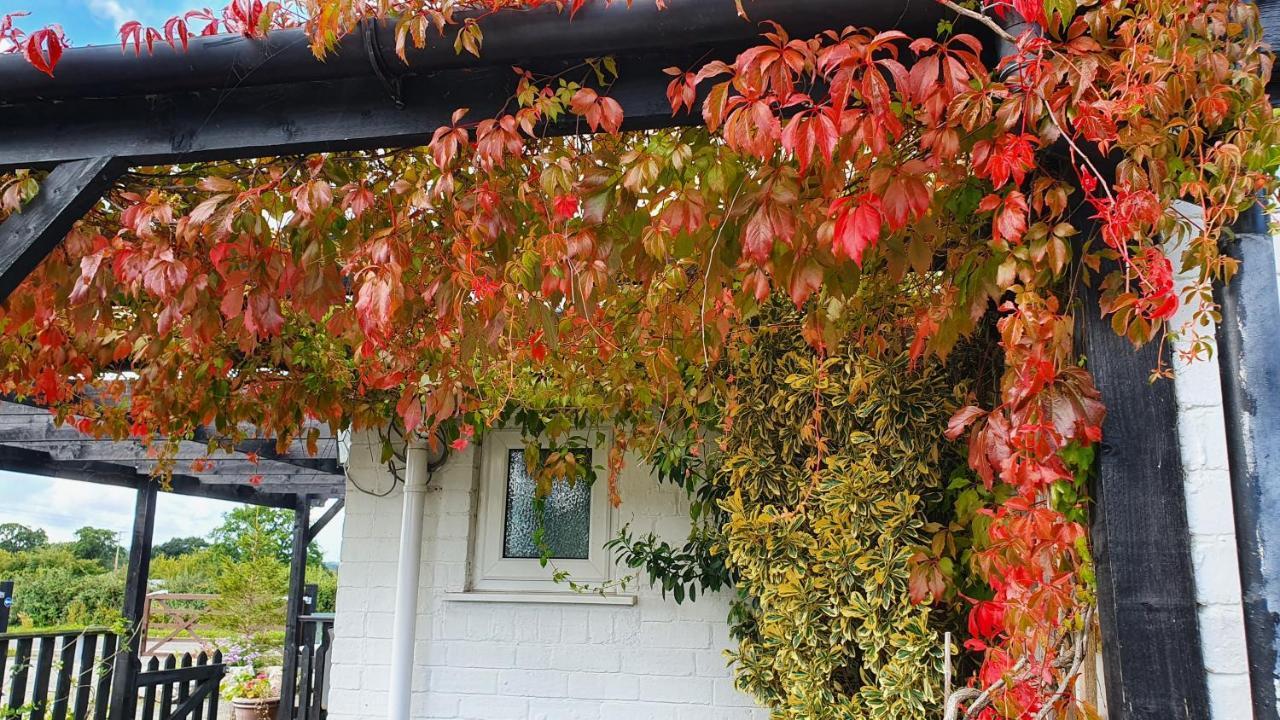 Tafarn Y Waen - Guesthouse 圣亚萨 外观 照片